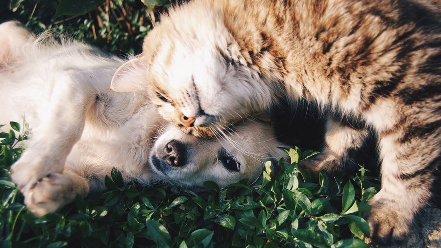 Hund und Katze liegen auf einer Wiese - Tierkrankenversicherung