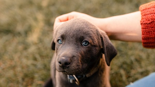 Kleiner Welpe wird gestreichelt - Tierkrankenversicherung